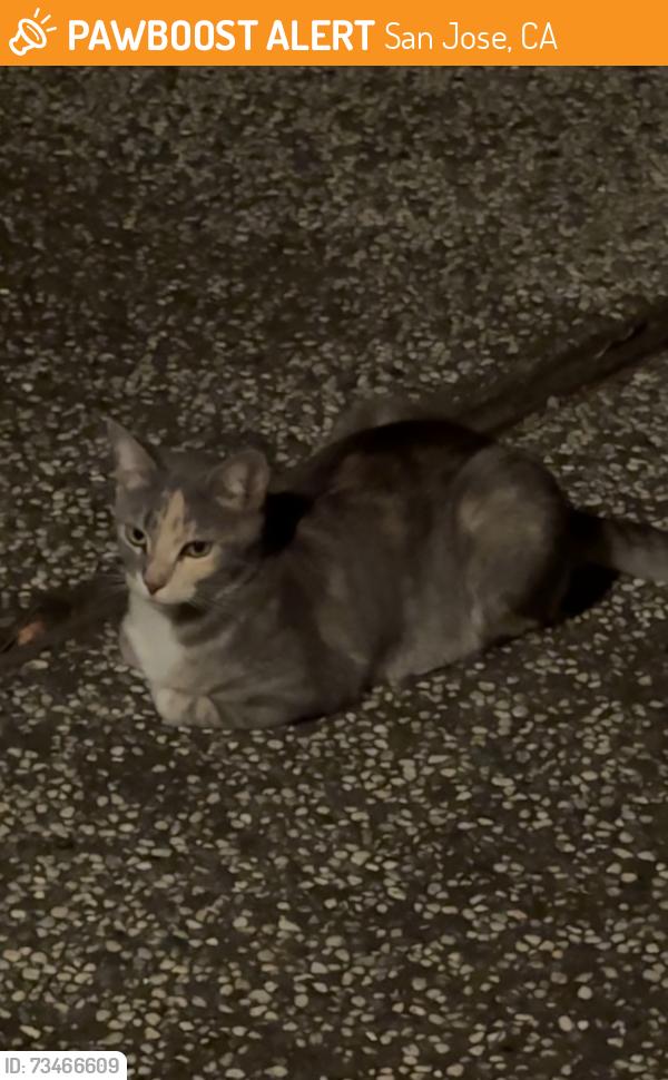 Found/Stray Female Cat last seen Fiji Dr, San Jose, CA 95127