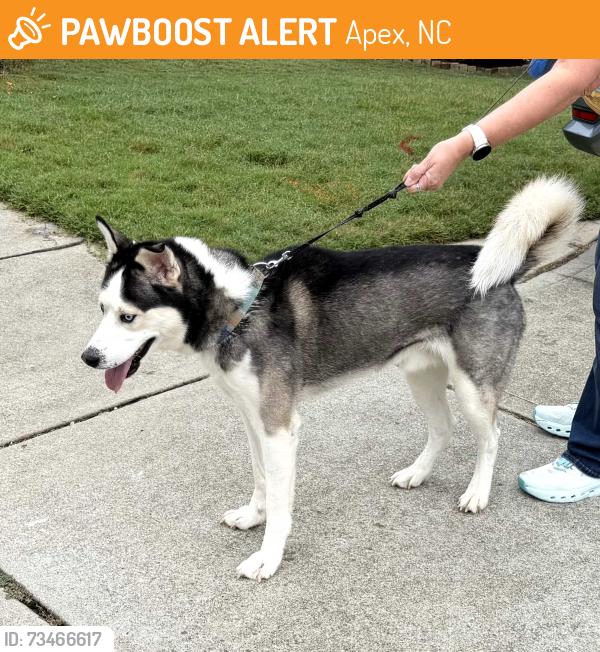 Found/Stray Male Dog last seen Sunset ridge and woodcreek, Apex, NC 27606