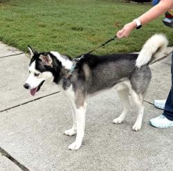 Found/Stray Male Dog last seen Sunset ridge and woodcreek, Apex, NC 27606