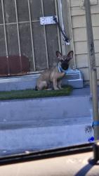 Found/Stray Male Dog last seen Washington western, Los Angeles, CA 90018