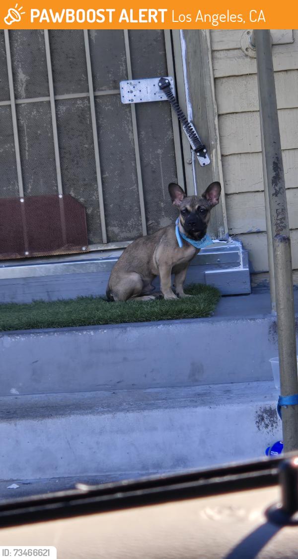 Found/Stray Male Dog last seen Washington western, Los Angeles, CA 90018