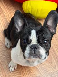 Lost Female Dog last seen El monte blv and blanco avenue, San Antonio, TX 78212