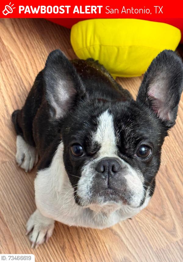 Lost Female Dog last seen El monte blv and blanco avenue, San Antonio, TX 78212