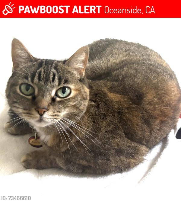 Lost Female Cat last seen Ivey Ranch Elementry, Oceanside, CA 92056