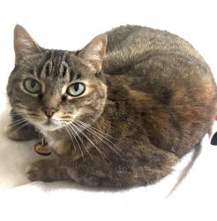 Lost Female Cat last seen Ivey Ranch Elementry, Oceanside, CA 92056
