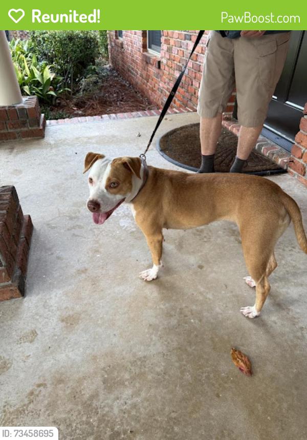 Reunited Female Dog last seen spanish trail/lynn ora drive/limestone, Pensacola, FL 32504
