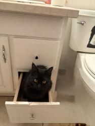 Lost Female Cat last seen 111th ave between Glisan and halsey, Portland, OR 97220