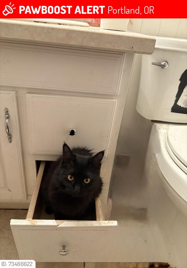 Lost Female Cat last seen 111th ave between Glisan and halsey, Portland, OR 97220