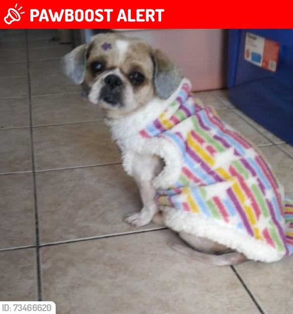 Lost Female Dog last seen próximo a igreja evangélica assembleia de Deus na esquina, Cidade Tiradentes, SP 08471-140
