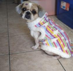 Lost Female Dog last seen próximo a igreja evangélica assembleia de Deus na esquina, Cidade Tiradentes, SP 08471-140