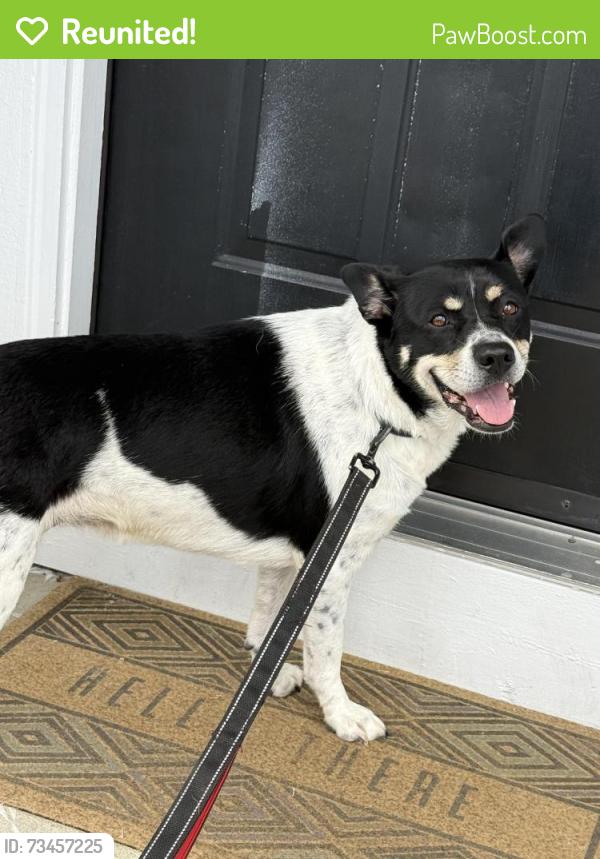 Reunited Female Dog last seen Arthur Road, Martinez, CA 94553
