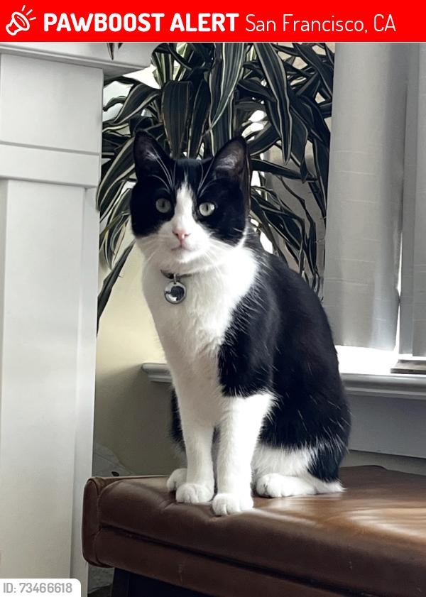 Lost Male Cat last seen 6th & 7th ave near Smart & Final, San Francisco, CA 94118