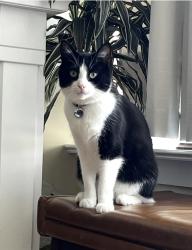 Lost Male Cat last seen 6th & 7th ave near Smart & Final, San Francisco, CA 94118