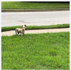 Reunited Female Dog last seen Sierra, Bryan, TX 77802