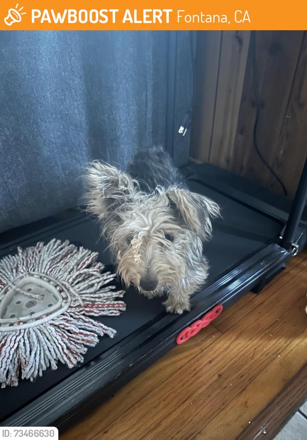 Found/Stray Female Dog last seen Orange way, Fontana, CA 92335