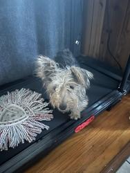 Found/Stray Female Dog last seen Orange way, Fontana, CA 92335