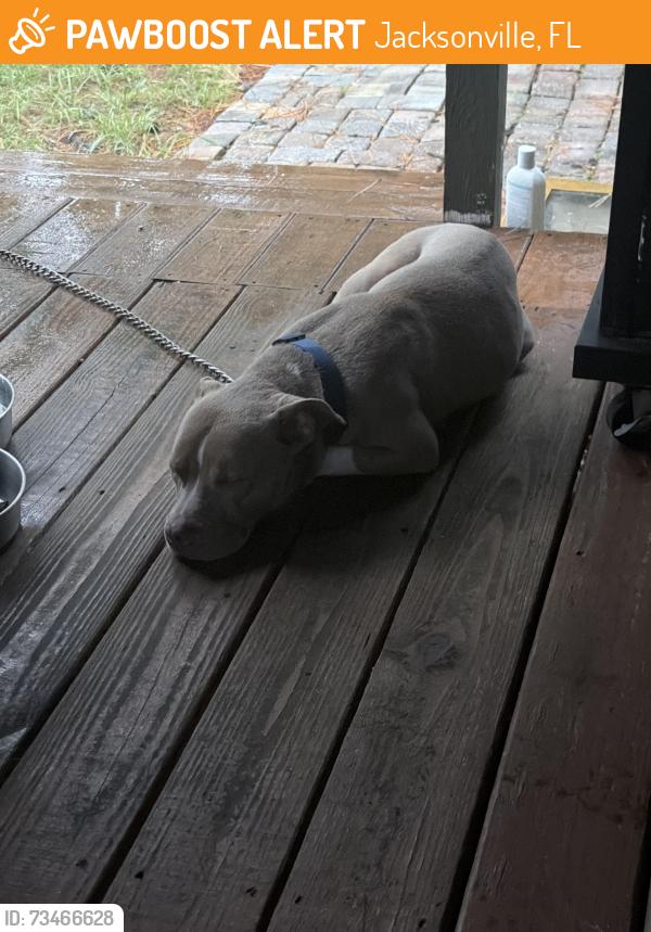 Found/Stray Male Dog last seen Near Ascot dr, Jacksonville, FL 32250