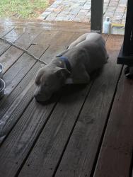 Found/Stray Male Dog last seen Near Ascot dr, Jacksonville, FL 32250