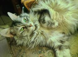 Lost Female Cat last seen Manor st and Vanness ave, Vancouver, BC V5R 3Y1