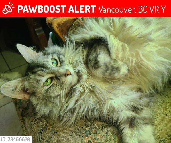 Lost Female Cat last seen Manor st and Vanness ave, Vancouver, BC V5R 3Y1