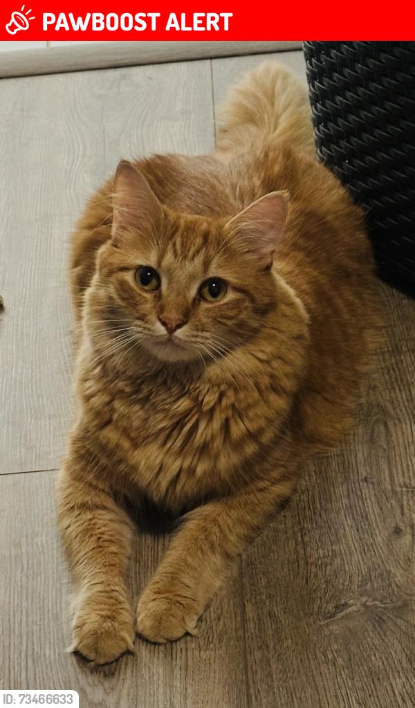 Lost Male Cat last seen Nuclear Plant Rd, Limestone County, AL 35611