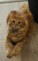 Lost Male Cat last seen Nuclear Plant Rd, Limestone County, AL 35611