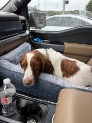 Lost Female Dog last seen Southbound Rest Stop on I-35, Salado, TX 76571