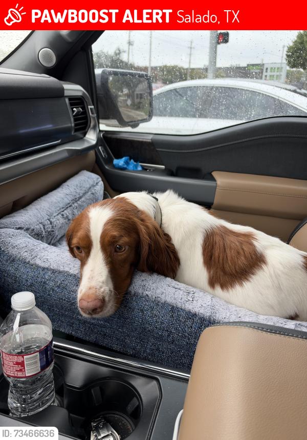 Lost Female Dog last seen Southbound Rest Stop on I-35, Salado, TX 76571