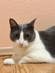 Lost Unknown Cat last seen Daylilly st, Fontana, CA 92337