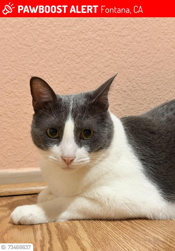 Lost Unknown Cat last seen Daylilly st, Fontana, CA 92337