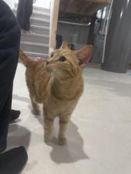 Found/Stray Unknown Cat last seen Inkster boulevard, Winnipeg, MB 
