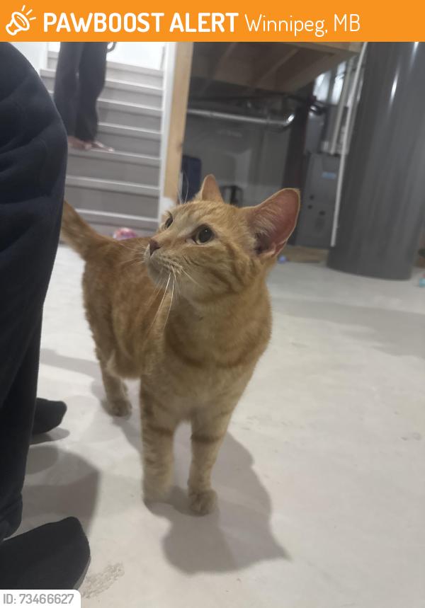 Found/Stray Unknown Cat last seen Inkster boulevard, Winnipeg, MB 