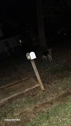 Found/Stray Unknown Dog last seen Closer to Mt olive church road, Conover, NC 28613