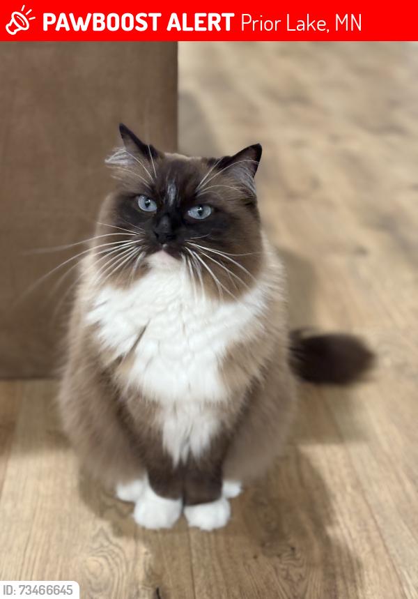Lost Female Cat last seen Spring Lake, Prior Lake, MN 55352