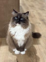 Lost Female Cat last seen Spring Lake, Prior Lake, MN 55352