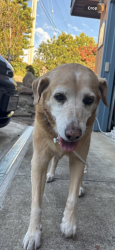 Reunited Female Dog last seen Talbot ave, Pacifica, CA 94044