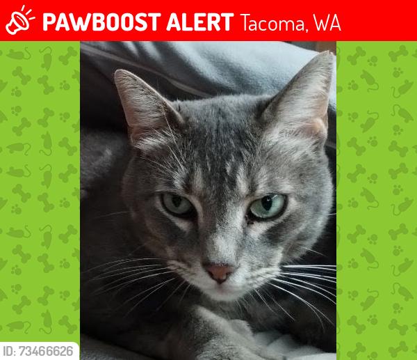 Lost Male Cat last seen S 38th st and s mason ave, Tacoma, WA 98409