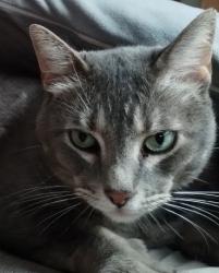 Lost Male Cat last seen S 38th st and s mason ave, Tacoma, WA 98409