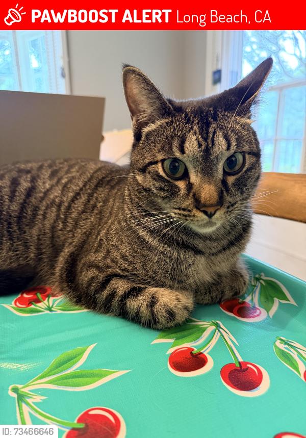 Lost Male Cat last seen 8th & Santiago across from Big Rec golf course, Long Beach, CA 90804