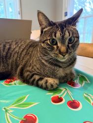 Lost Male Cat last seen 8th & Santiago across from Big Rec golf course, Long Beach, CA 90804
