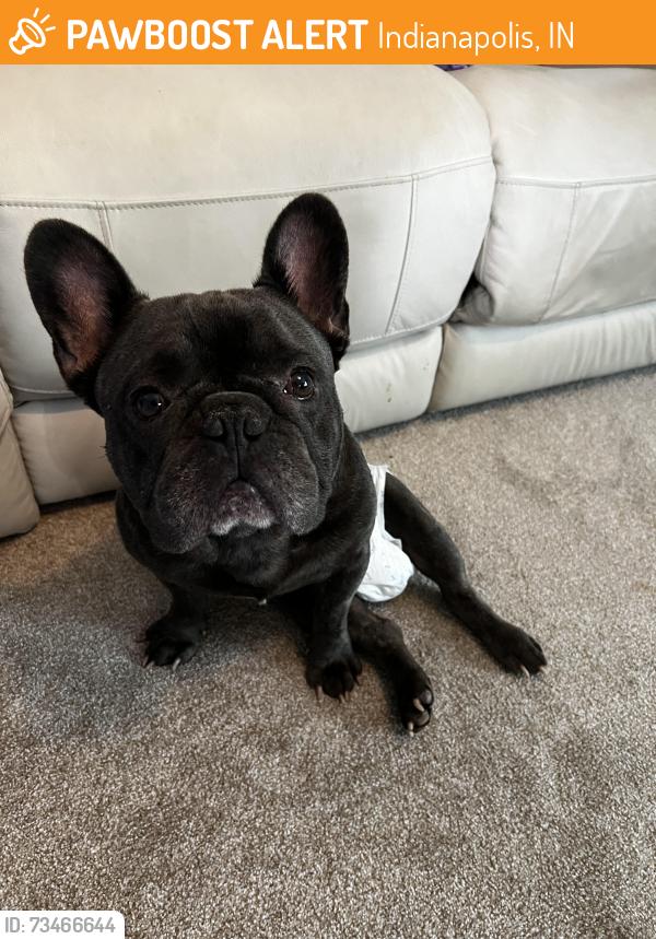 Found/Stray Male Dog last seen 30th and Sherman, Indianapolis, IN 46218
