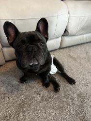 Found/Stray Male Dog last seen 30th and Sherman, Indianapolis, IN 46218