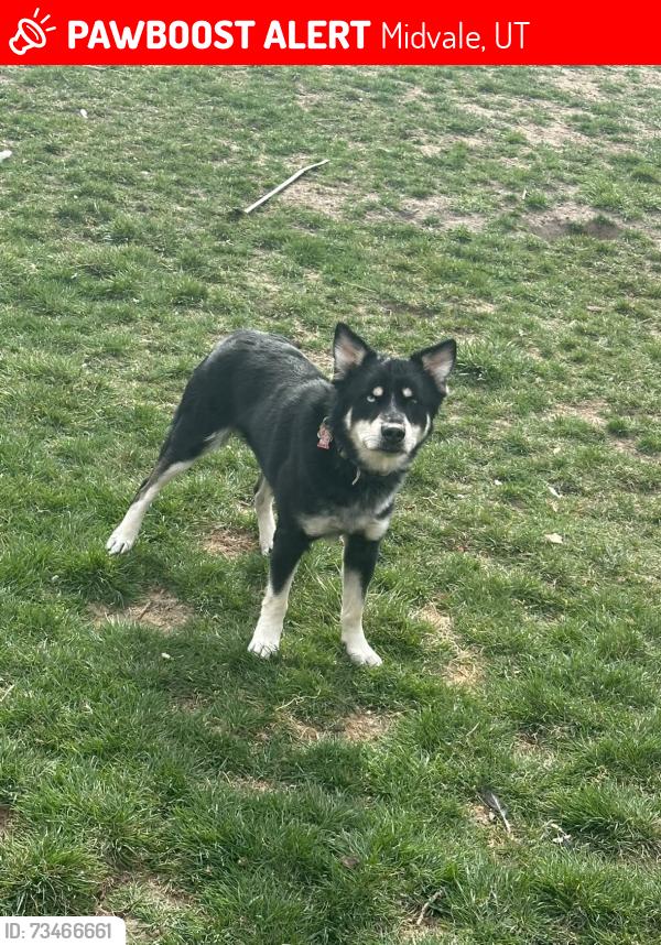 Lost Male Dog last seen Near E Chadds ford ln, Midvale, UT 84047