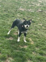 Lost Male Dog last seen Near E Chadds ford ln, Midvale, UT 84047