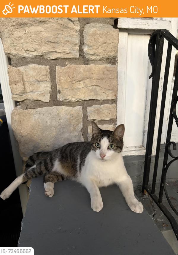Found/Stray Male Cat last seen Troost and 44th, Kansas City, MO 64110