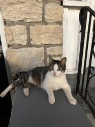 Found/Stray Male Cat last seen Troost and 44th, Kansas City, MO 64110