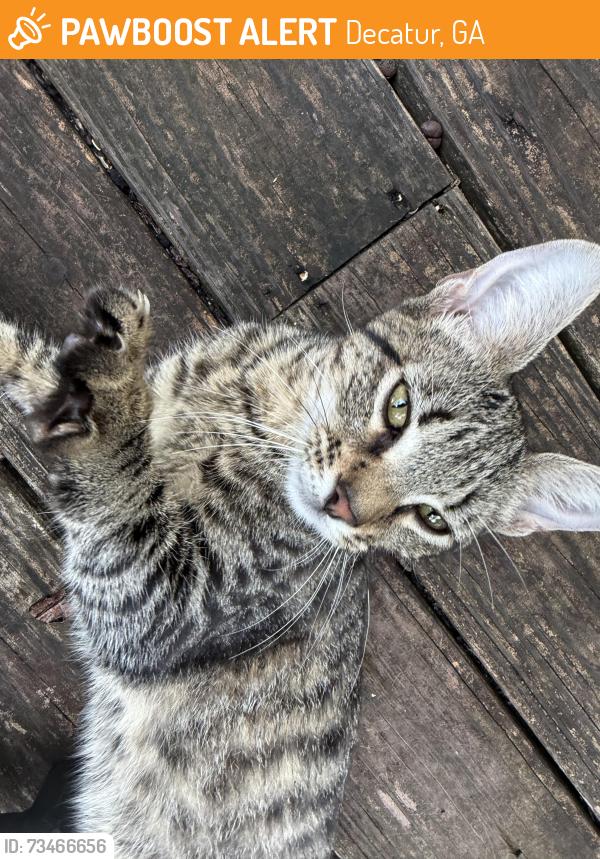 Found/Stray Female Cat last seen The Pool Turtle, Decatur, GA 30032