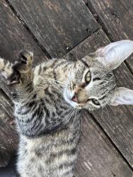 Found/Stray Female Cat last seen The Pool Turtle, Decatur, GA 30032