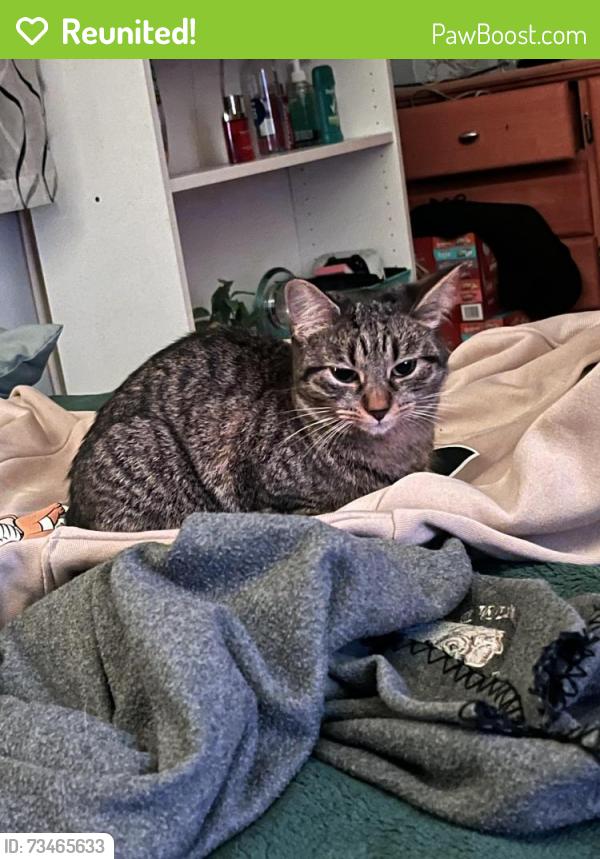Reunited Female Cat last seen Howard Ave, Lake Park, Des Plaines, IL 60018