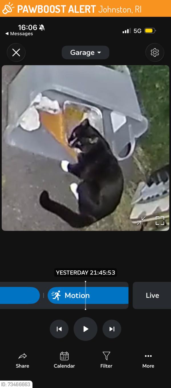 Found/Stray Unknown Cat last seen Betsy Williams circle, Johnston, RI 02828